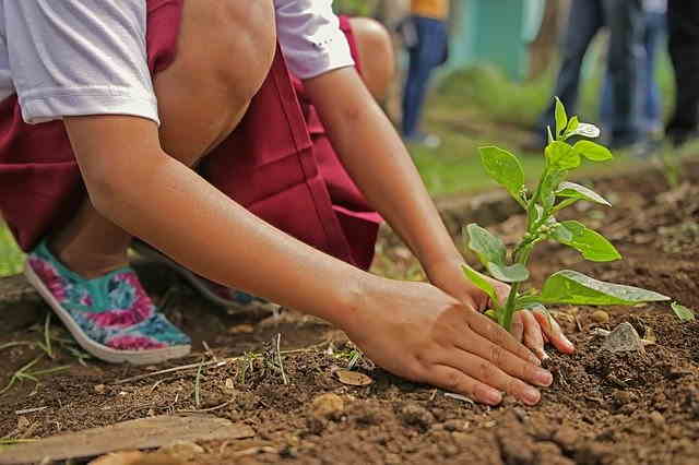 Planter un potager avec les enfants