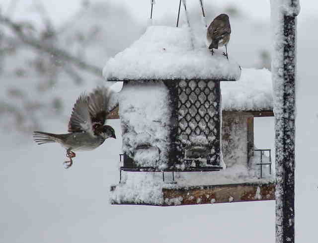 Mangeoire oiseau hivernation