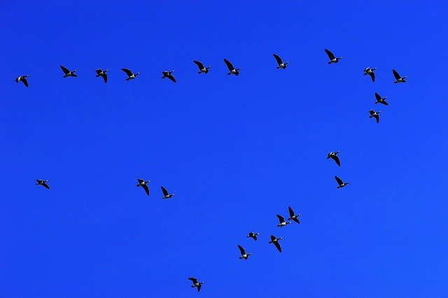 Migration oiseaux