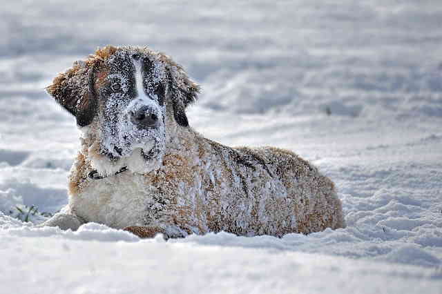 Chien dans la neige