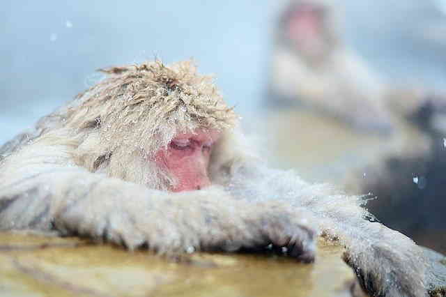 Singe des neiges piscine