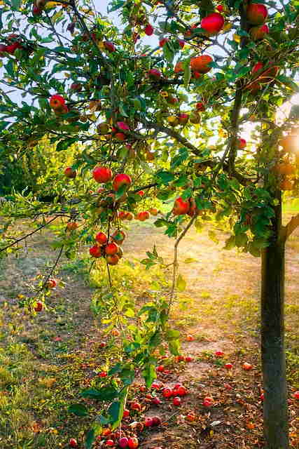 Planter un arbre dans un jardin écologique