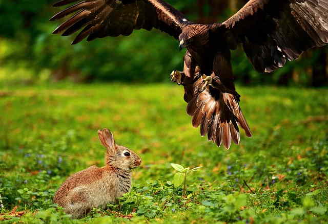 Le seul prédateur d'un lapin : le rapace